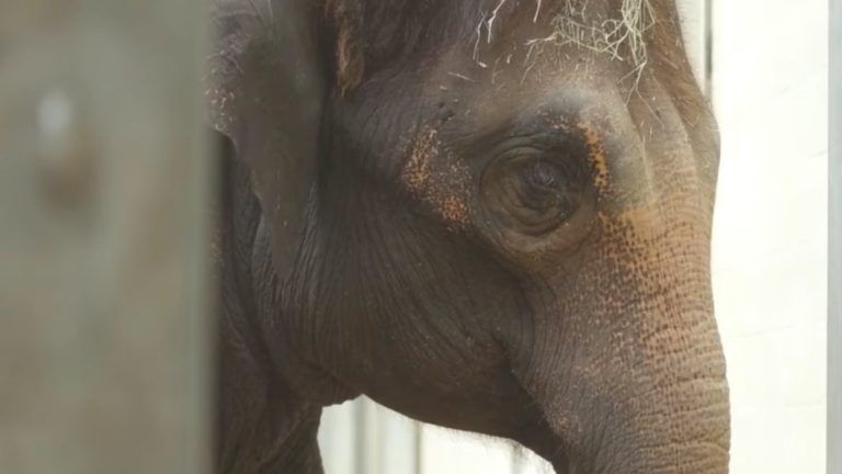 Nevet keres az Állatkert az újszülött kiselefántnak