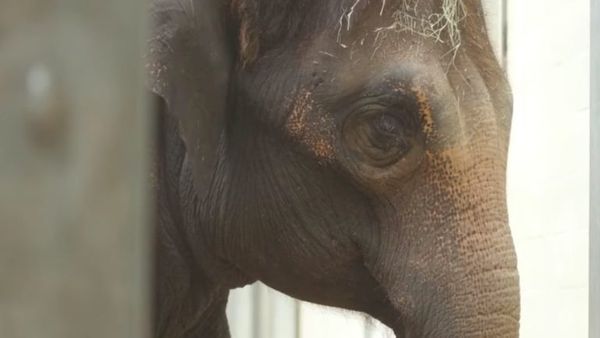 Nevet keres az Állatkert az újszülött kiselefántnak